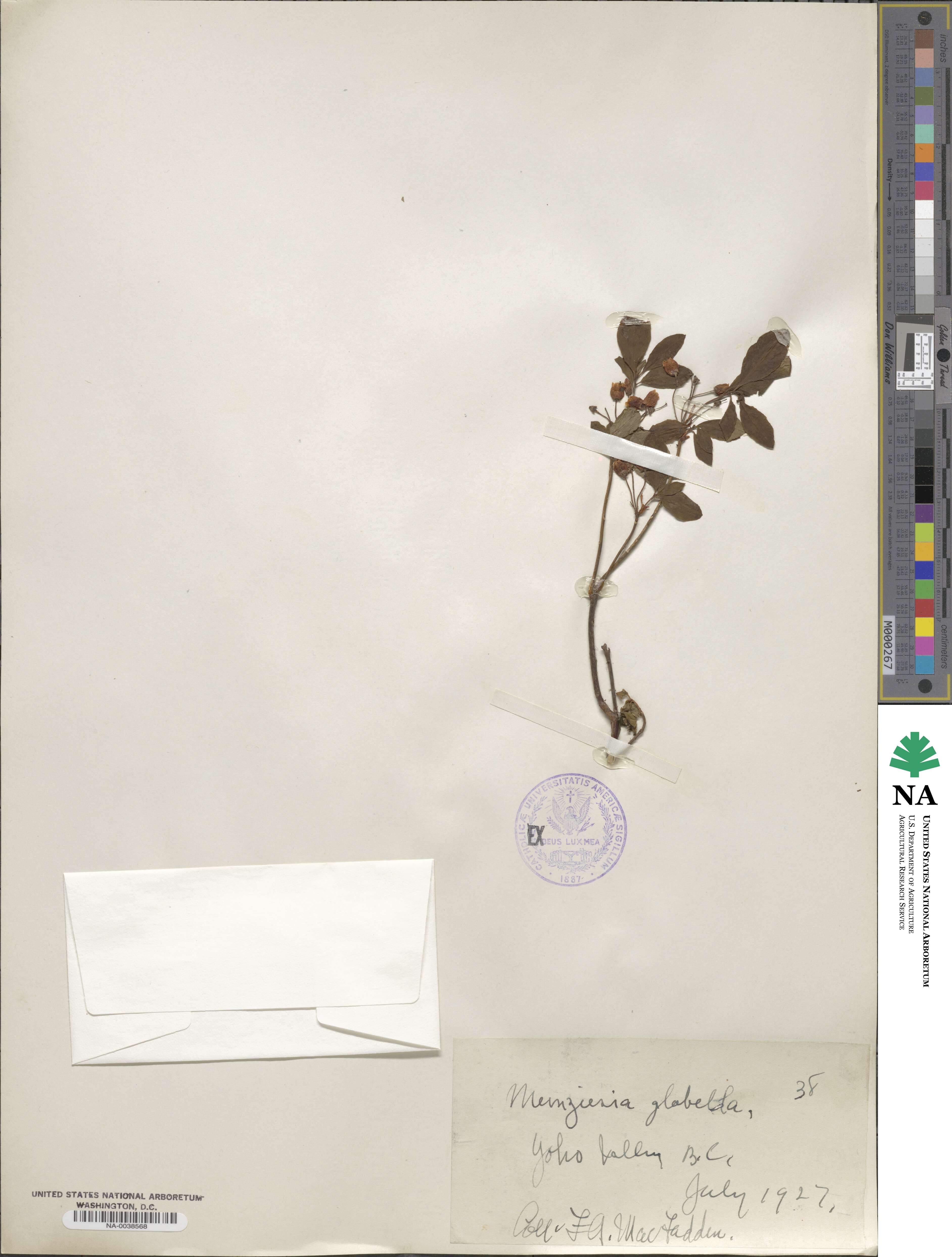 Rhododendron pilosum image