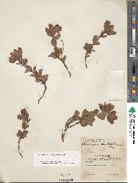 Rhododendron camtschaticum image