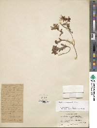 Rhododendron camtschaticum image