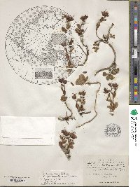 Rhododendron glandulosum image