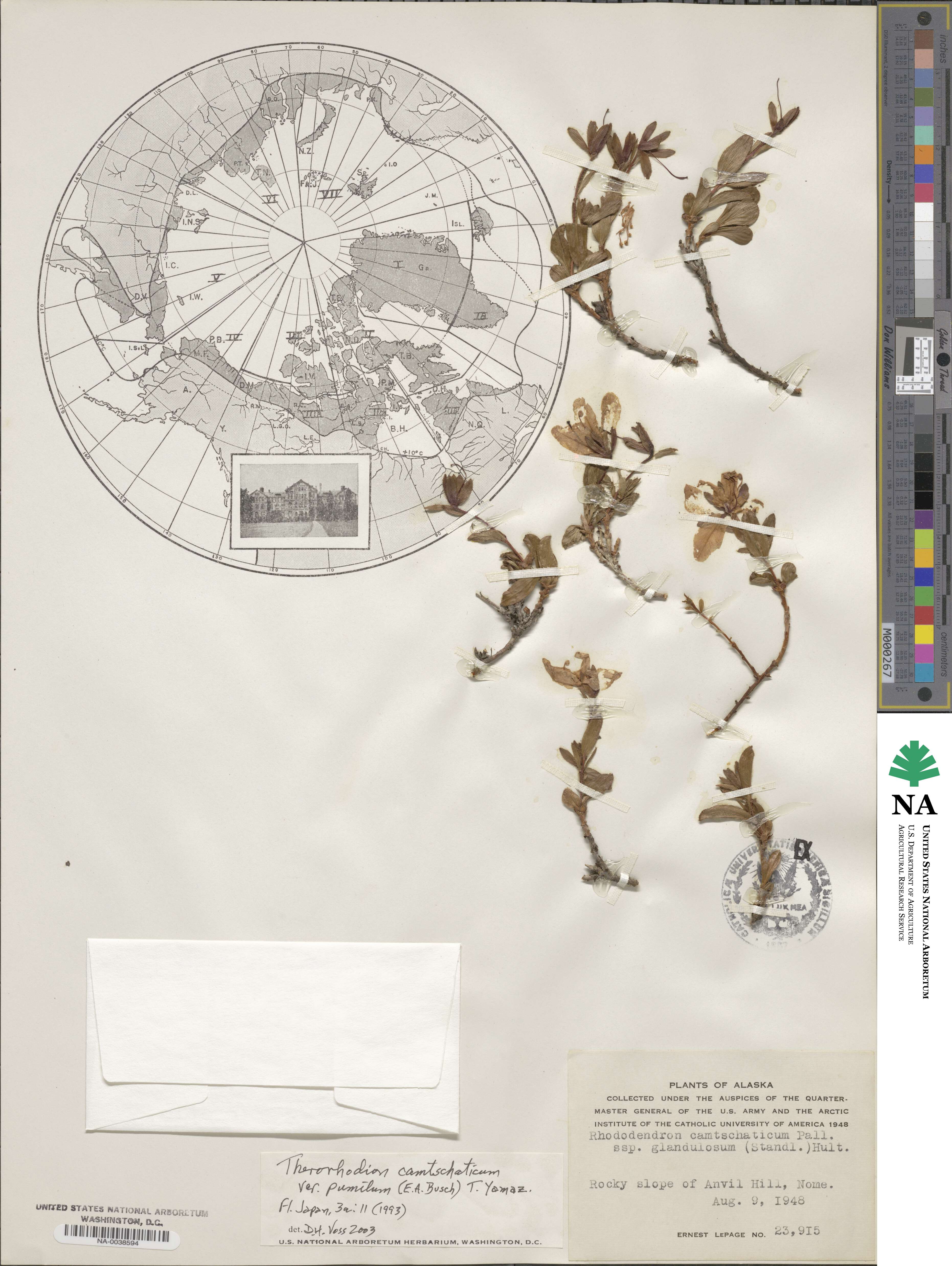 Rhododendron glandulosum image