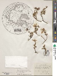 Rhododendron glandulosum image