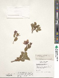 Rhododendron camtschaticum image