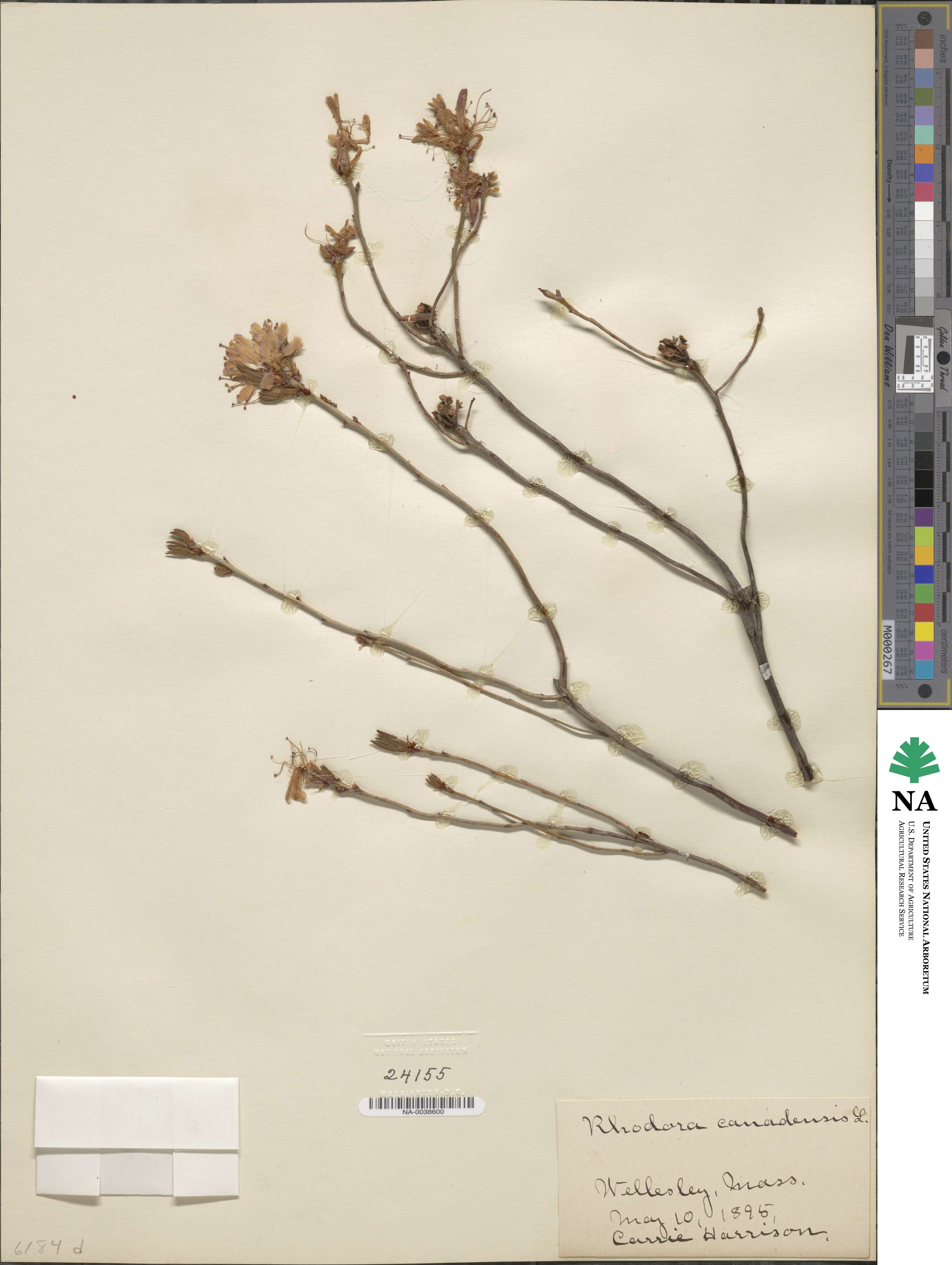 Rhododendron canadense image