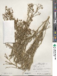 Boltonia asteroides image