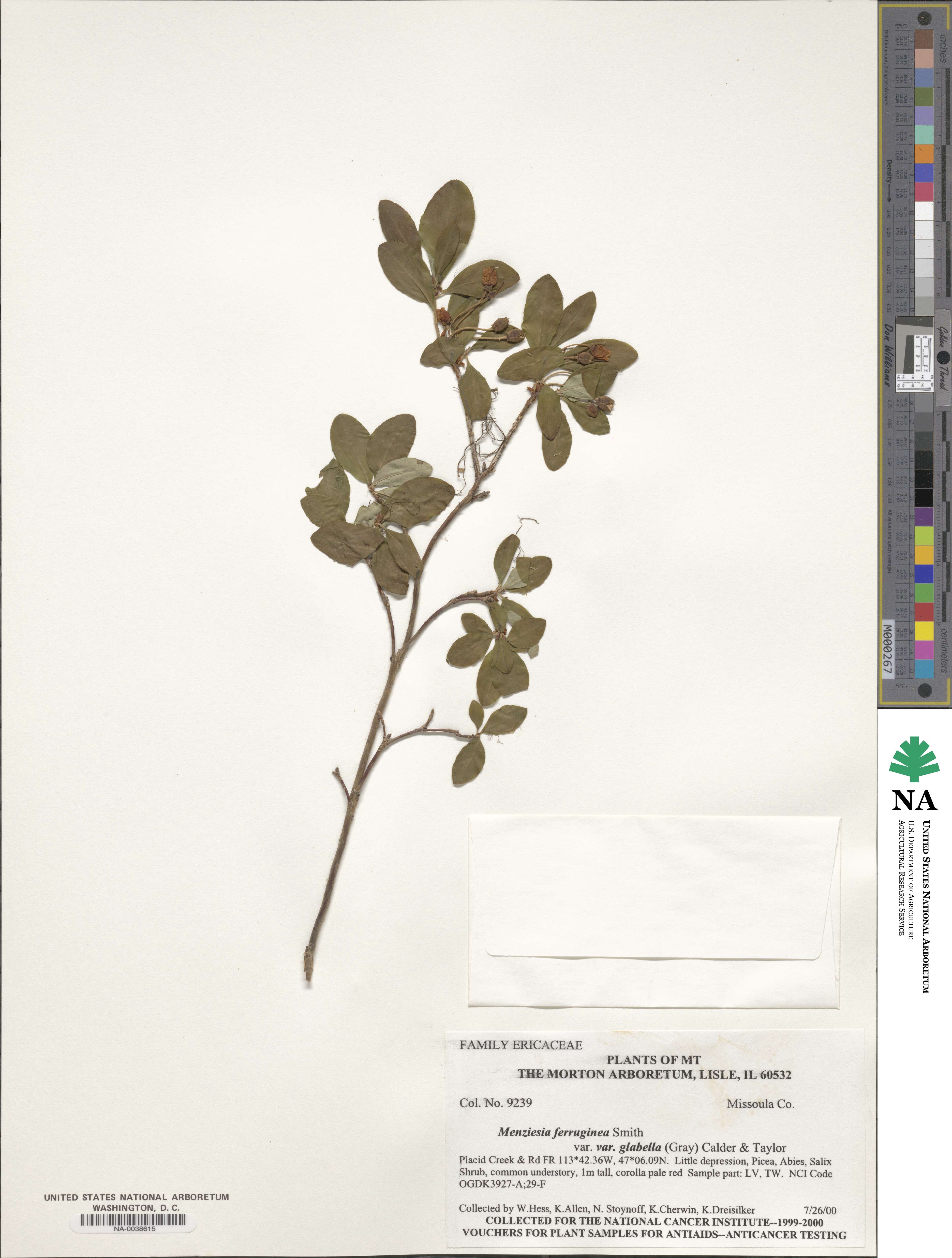 Rhododendron menziesii image