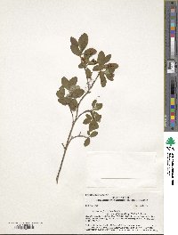 Rhododendron menziesii image