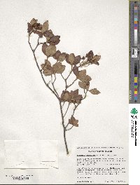 Rhododendron menziesii image