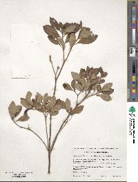 Rhododendron menziesii image