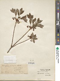 Rhododendron menziesii image