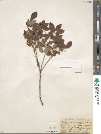 Rhododendron menziesii image