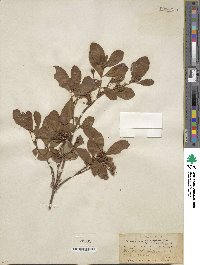 Rhododendron menziesii image