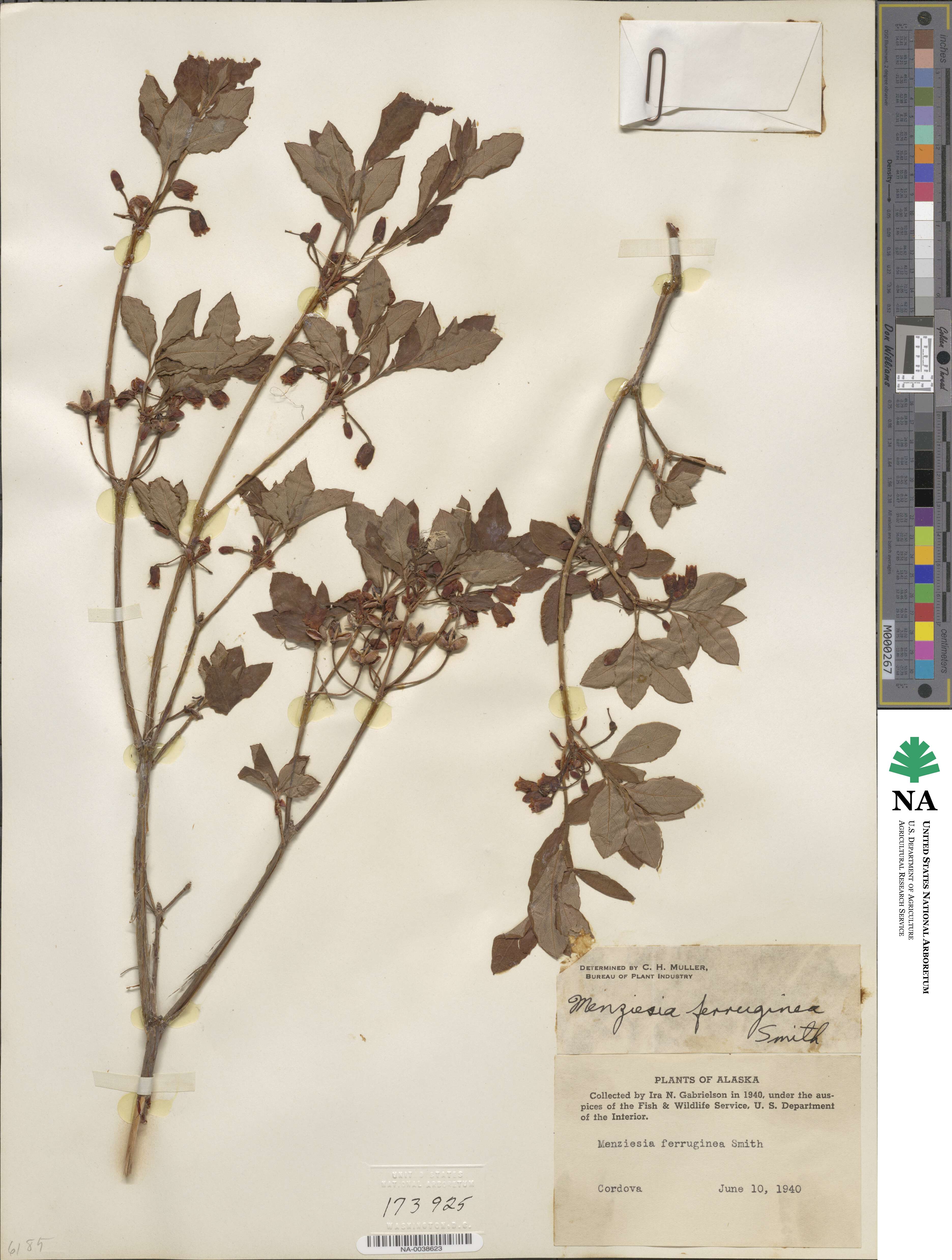 Rhododendron menziesii image