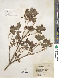 Rhododendron menziesii image