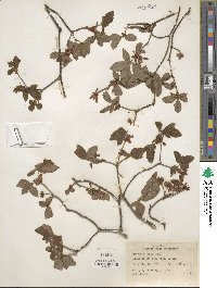 Rhododendron menziesii image