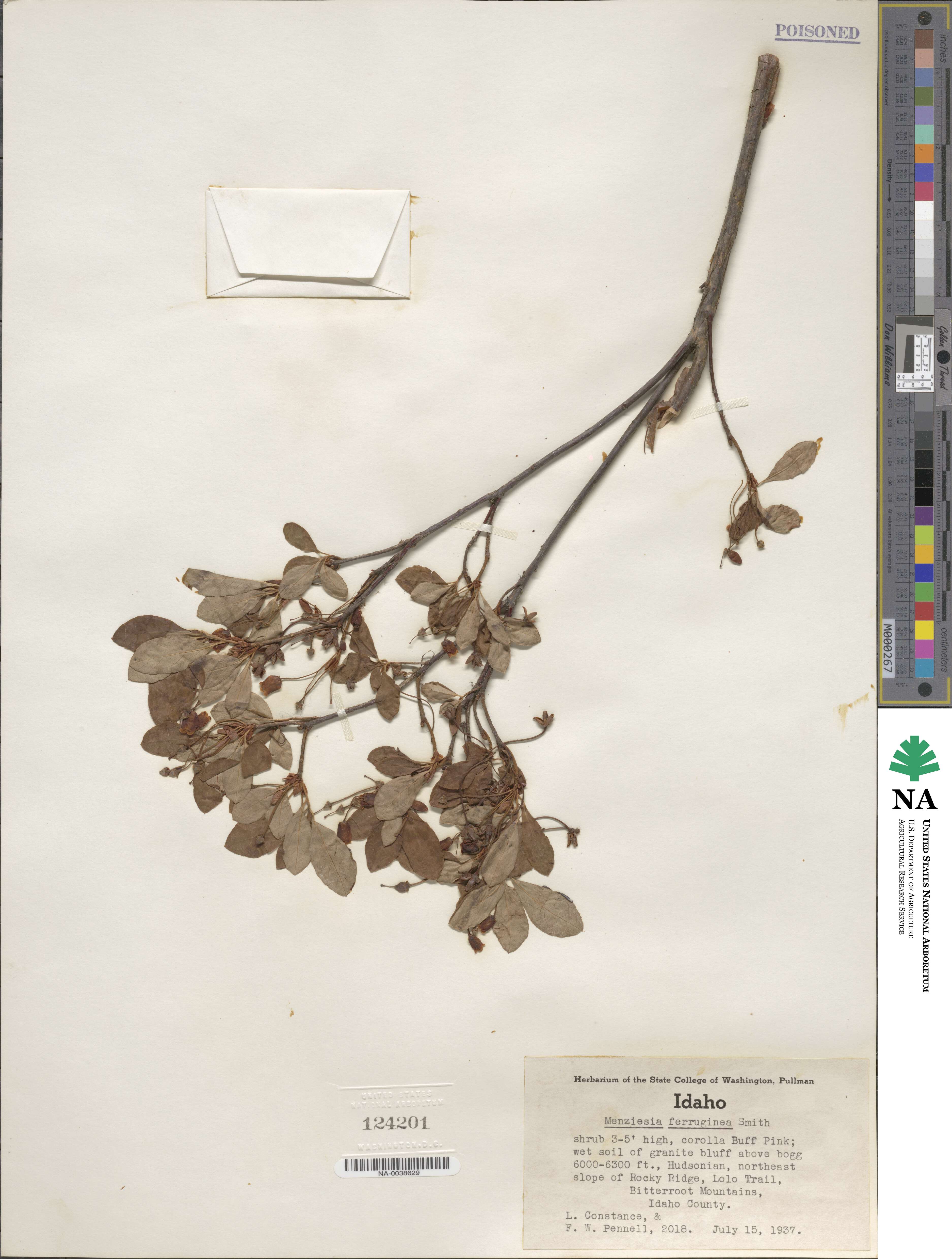 Rhododendron menziesii subsp. menziesii image