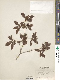 Rhododendron menziesii image