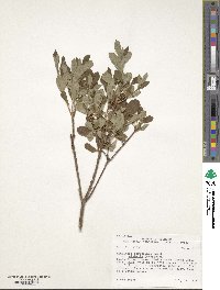 Rhododendron menziesii image