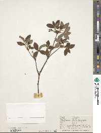 Rhododendron menziesii image