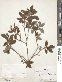 Rhododendron pilosum image