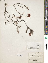 Image of Ledothamnus sessiliflorus