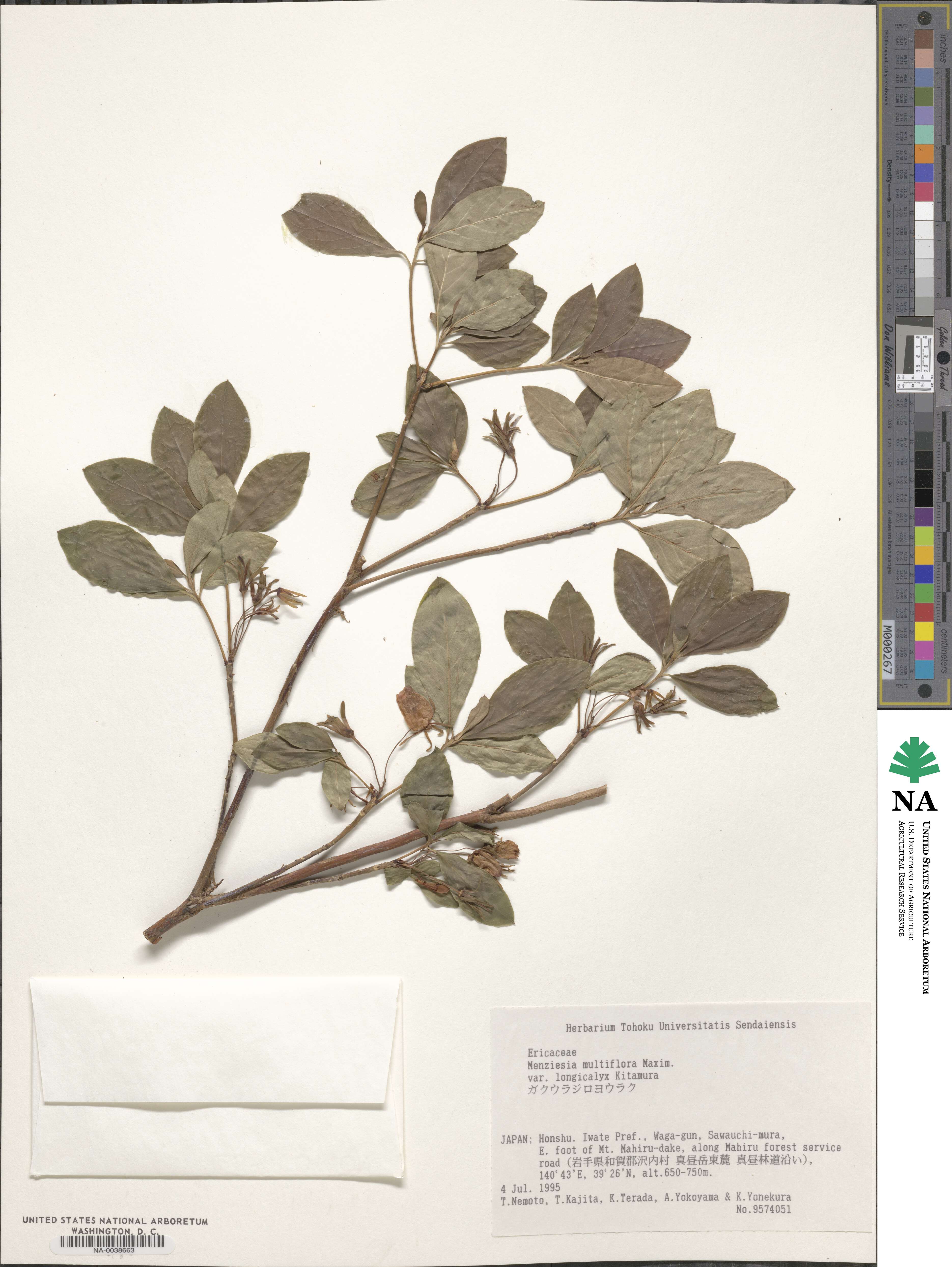 Rhododendron multiflorum image