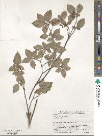 Rhododendron pentandrum image