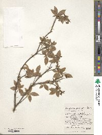 Rhododendron pentandrum image