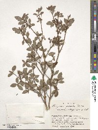 Rhododendron pentandrum image