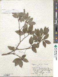 Rhododendron pentandrum image