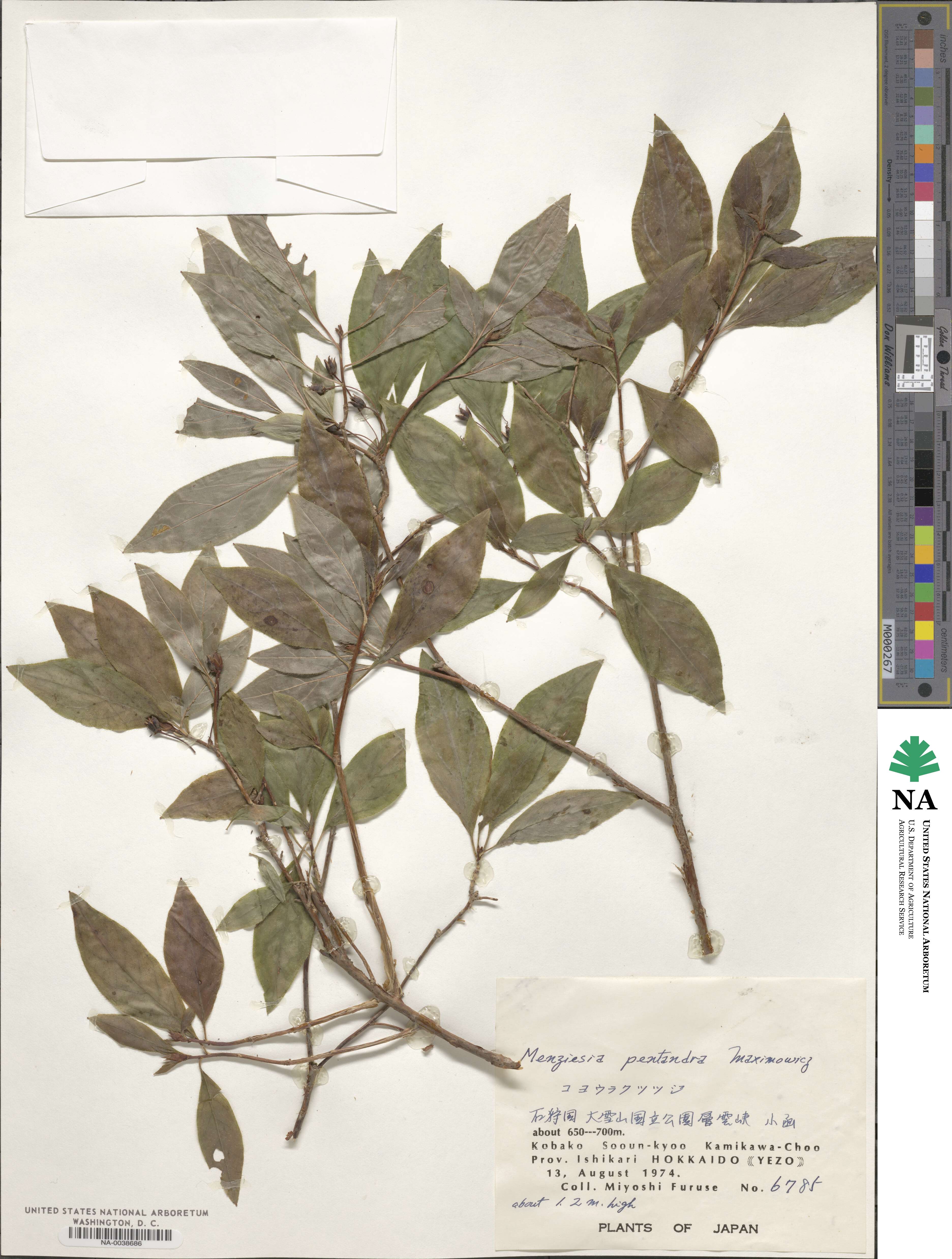 Rhododendron pentandrum image