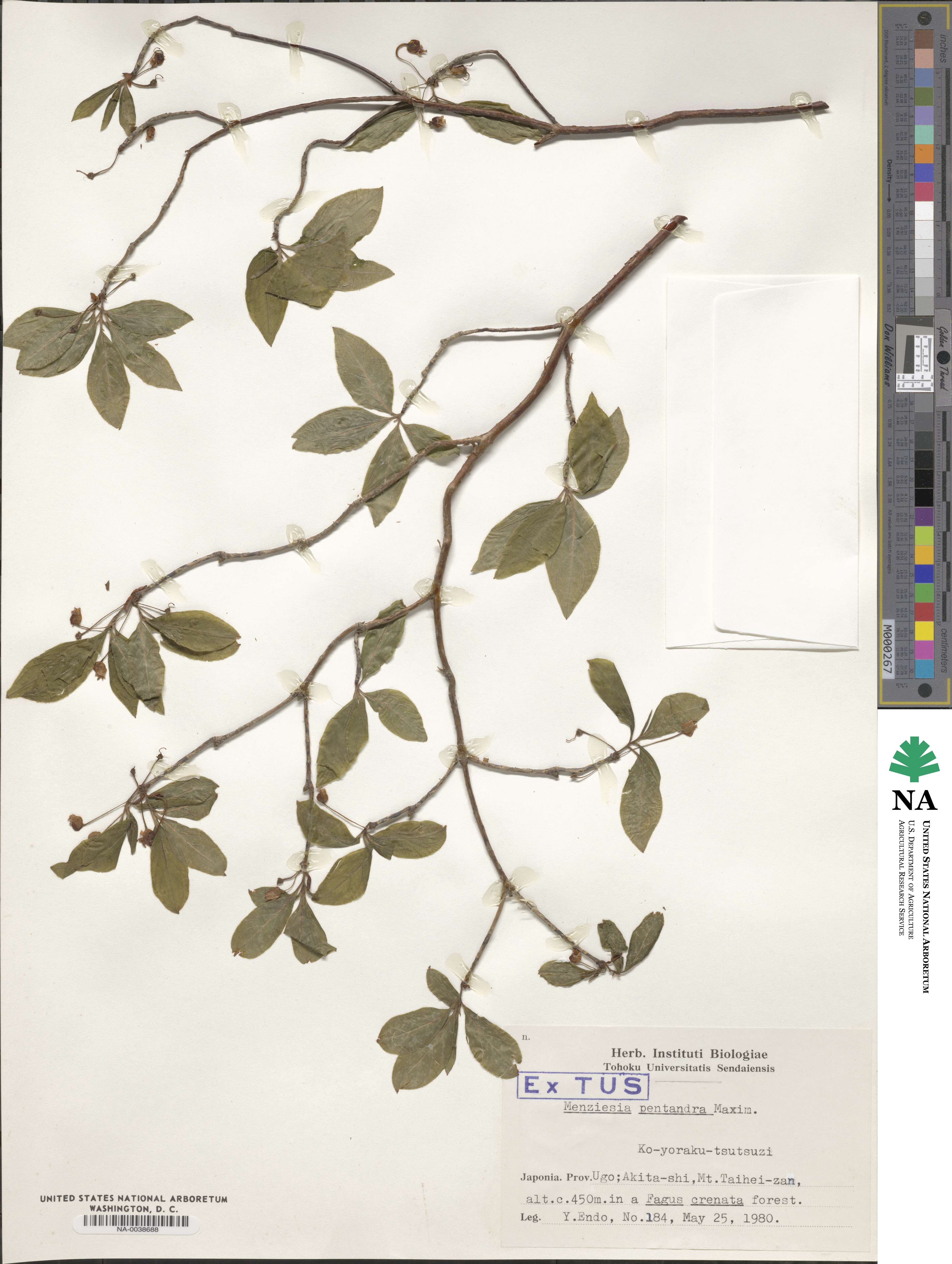 Rhododendron pentandrum image