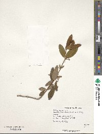 Kalmia angustifolia image
