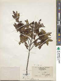 Kalmia angustifolia image