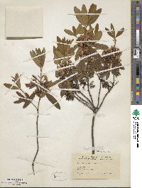Kalmia angustifolia image