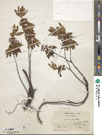 Kalmia angustifolia image
