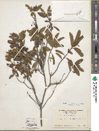 Kalmia angustifolia image