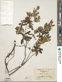 Kalmia angustifolia image