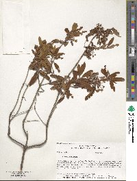 Kalmia angustifolia image