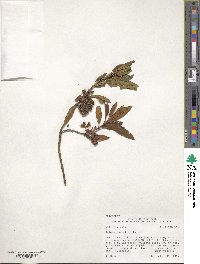 Kalmia angustifolia image
