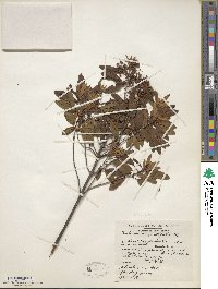 Kalmia angustifolia image