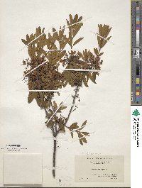Kalmia angustifolia image