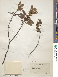 Kalmia angustifolia image