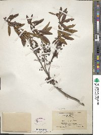 Kalmia angustifolia image