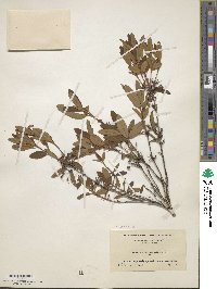 Kalmia angustifolia image