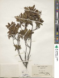 Kalmia angustifolia image