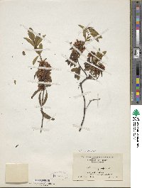 Kalmia angustifolia image