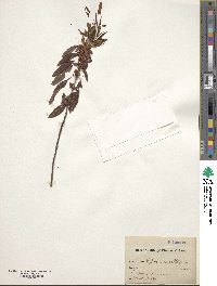 Kalmia angustifolia image