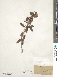 Kalmia angustifolia image