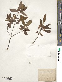 Kalmia angustifolia image